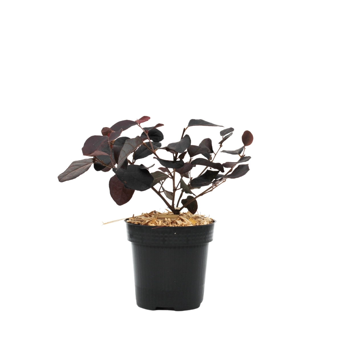 Loropetalum Bloemen Young Plants